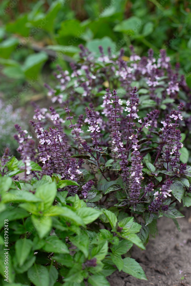 Green and violet basil plants in blossom. Basil blooms in the garden. Growing fresh spices. Aromatic herbs. Ocimum basilicum Magic Blue.