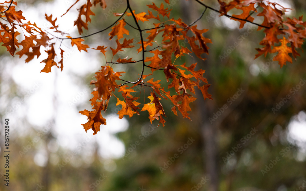 Beautiful tree branches with orange leaves. Beautiful tree branches with orange leaves.