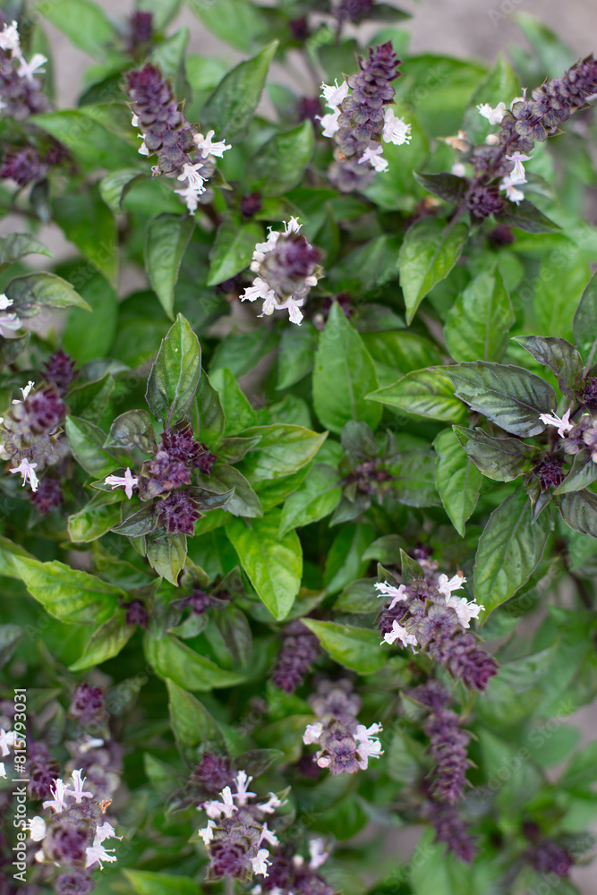 Green basil plants in blossom. Basil blooms in the garden. Growing fresh spices. Aromatic herbs. Ocimum basilicum Magic Blue.