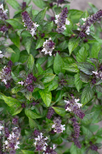 Obraz na płótnie Green basil plants in blossom. Basil blooms in the garden. Growing fresh spices. Aromatic herbs. Ocimum basilicum Magic Blue. w salonie