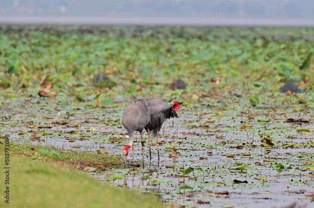 Eastern Sarus Crane, Antigone antigone sharpii in sarus crane reintroduction project Thailand. Eastern Sarus Crane, Antigone antigone sharpii in sarus crane reintroduction project Thailand.