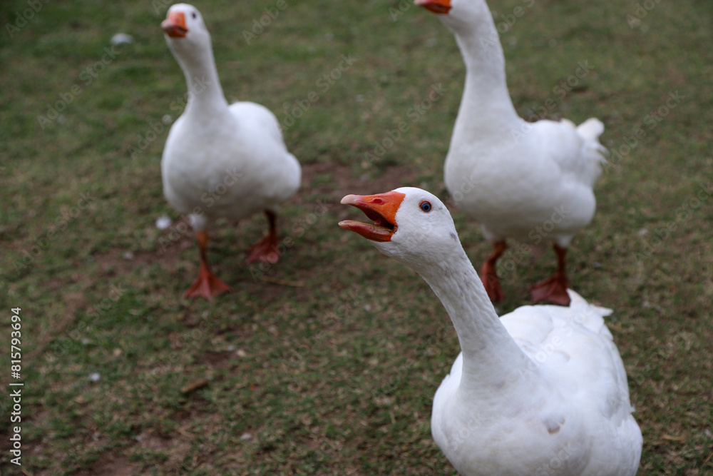 White geese running and squawking angrily. Free-range poultry. Farm animal. Poultry industry.
White geese running and squawking angrily. Free-range poultry. Farm animal. Poultry industry.