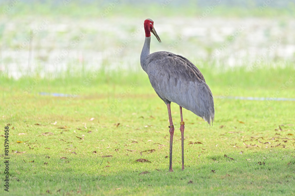 Obraz premium Eastern Sarus Crane, Antigone antigone sharpii in sarus crane reintroduction project Thailand.