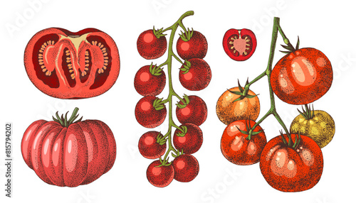 Tomatoes of different sorts vector