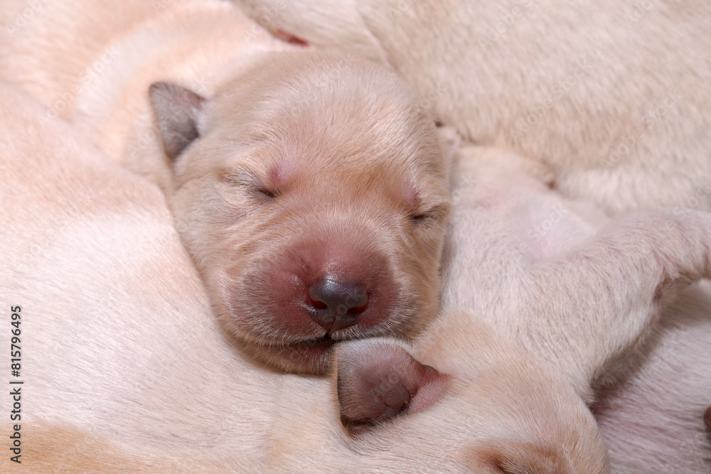 That little head of a Labrador puppy. That little head of a Labrador puppy.