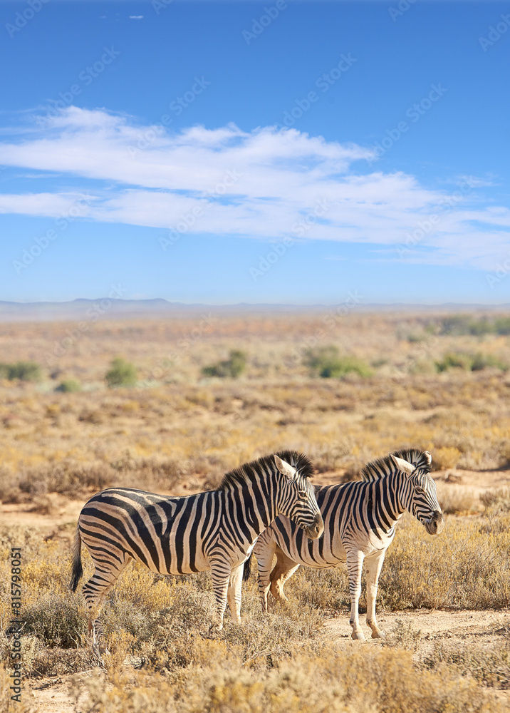Naklejka premium Zebra, wildlife and safari with blue sky in natural habitat or savannah with black and white stripes in nature. Outdoor animals, stallions or mares together on field, grass or open land in wilderness