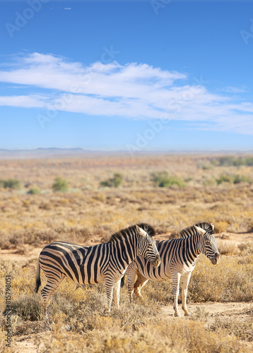 Zebra  wildlife and safari with blue sky in natural habitat or savannah with black and white stripes in nature. Outdoor animals  stallions or mares together on field  grass or open land in wilderness