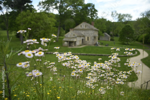 Asters at Washington's Headquarters also known as the Isaac Potts House, 
Valley Forge National Historical Park, Pennsylvania