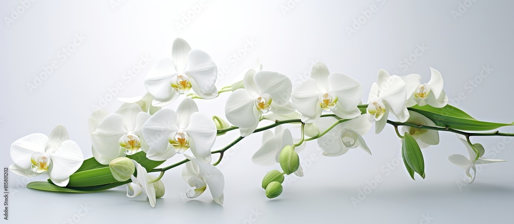 Fototapeta premium A beautiful card featuring an exquisite orchid with plenty of white copy space image