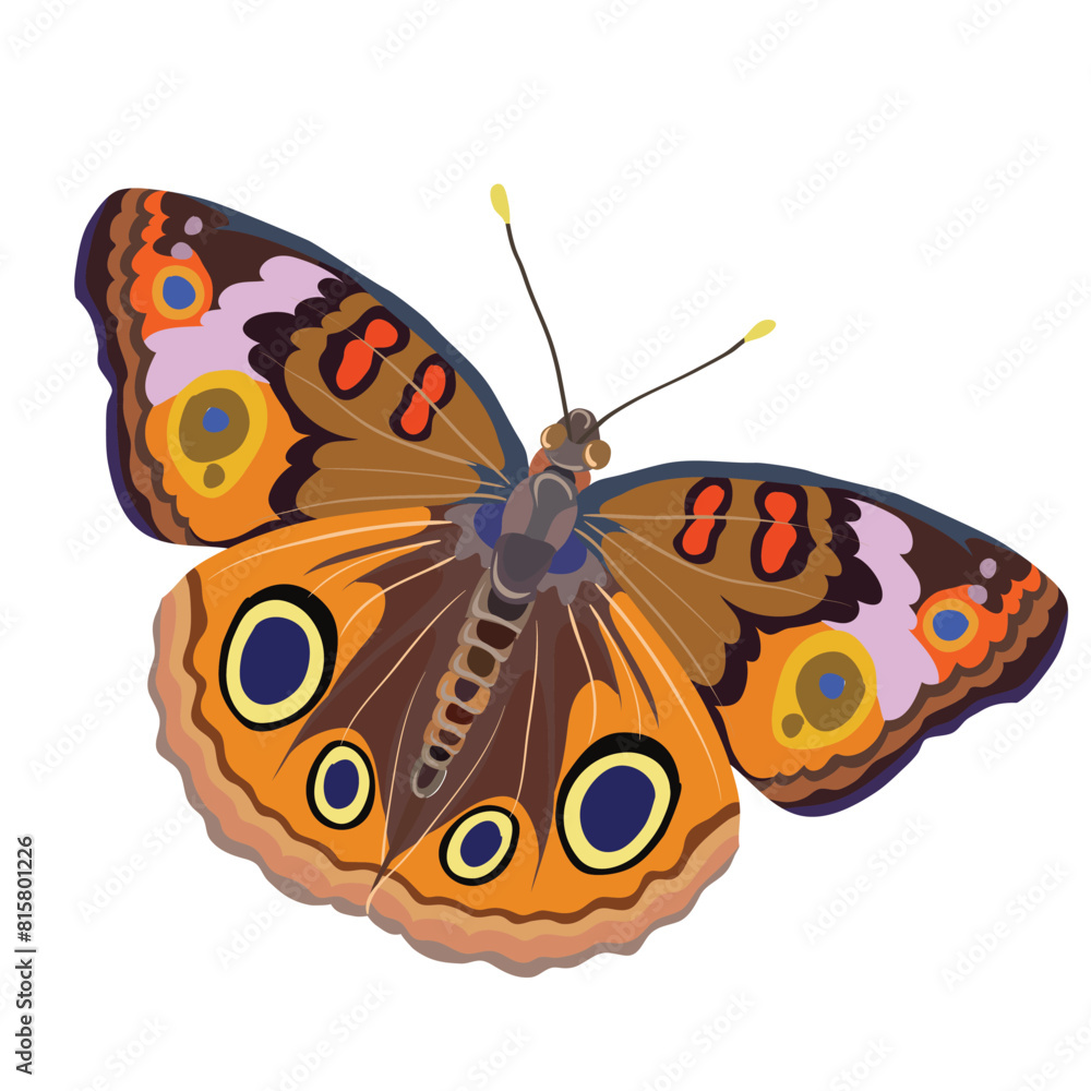 The image shows a colorful illustration of a butterfly with outstretched wings. 