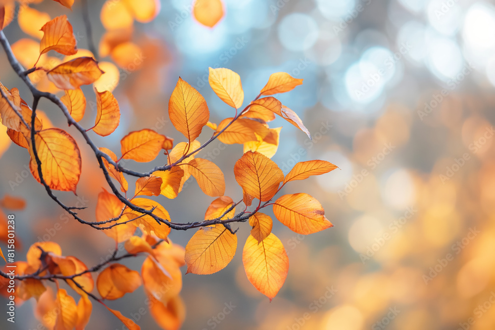 Golden autumn leaves on a branch in soft sunlight, blurred background