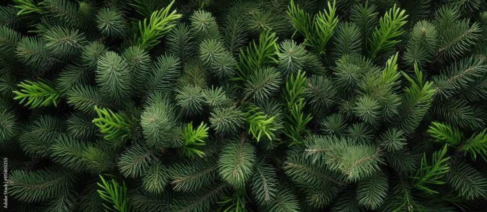 A copy space image featuring white background with fir branches A copy space image featuring white background with fir branches