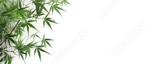 A copy space image featuring green bamboo leaves against a white background