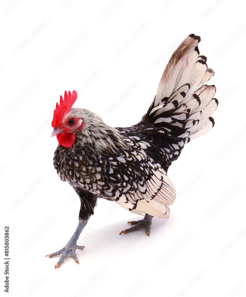 Fototapeta premium chickens