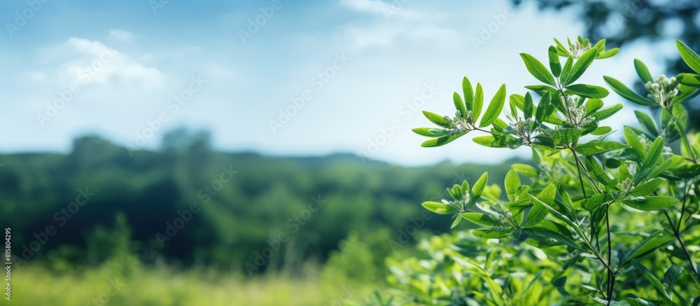 Obraz premium A high quality photo showcases the shrub Sorbaria sorbifolia in its natural habitat with its green leaves set against a serene background providing copy space