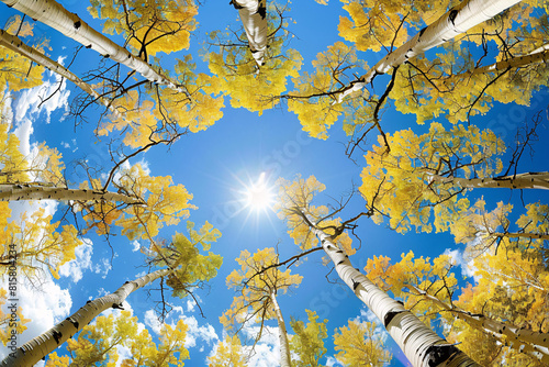 Looking up at golden aspen trees against a clear blue sky photo