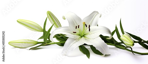 An eco friendly concept of a lily flower is portrayed in a copy space image where it is isolated on a white background with a clipping path