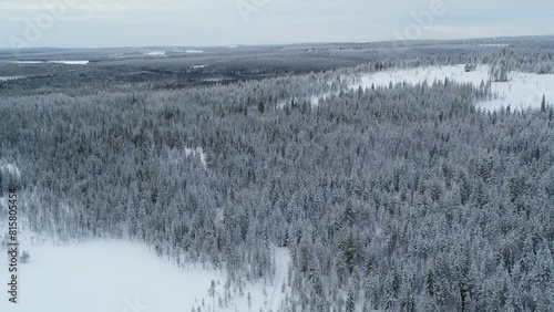 Wallpaper Mural Drone fly fast backwards over winter forest in Finland on a cloudy day Torontodigital.ca
