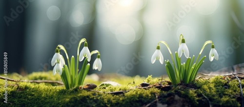 A serene and scenic spring forest showcases two delicate snowdrop flowers creating a captivating copy space image