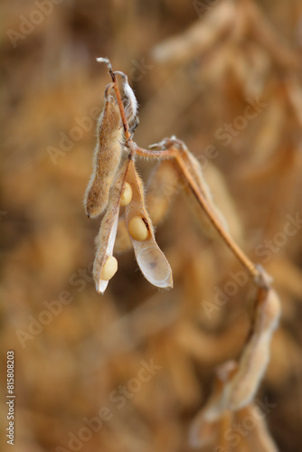 Soybean seed pods