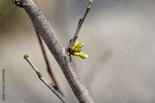 Chinese redbud Shirobana branch with flower buds photo