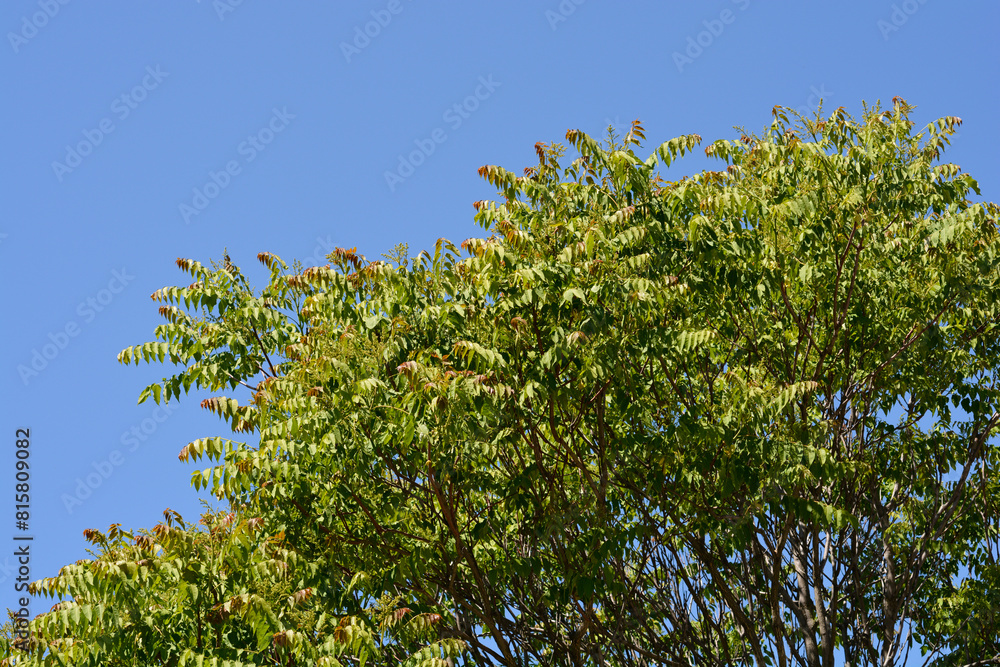 Tree of heaven branches with flowers Tree of heaven branches with flowers