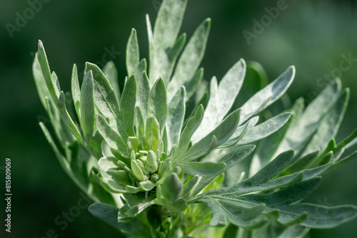 Close-up of wormwood (Artemisia absinthium) leaves
