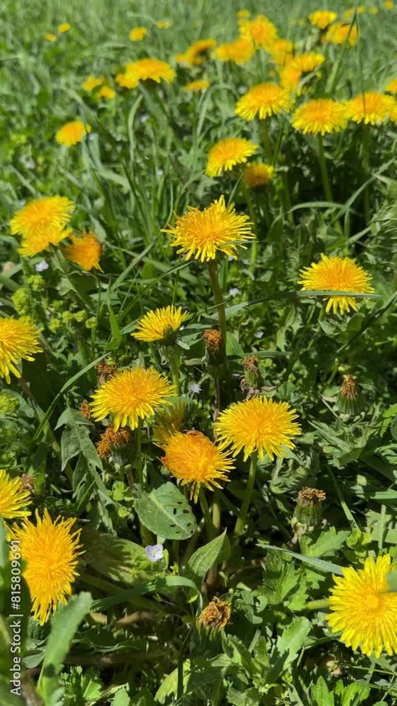 Vibrant Dandelion Field in Springtime Vibrant Dandelion Field in Springtime