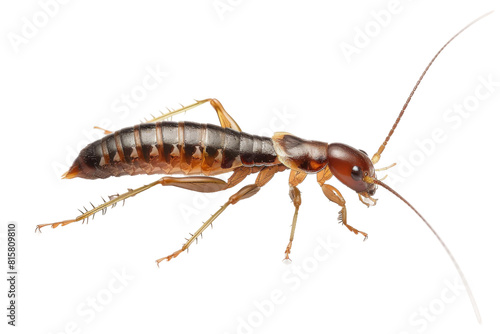 Witnessing the Graceful Movement of the Earwig On Transparent Background. © noman
