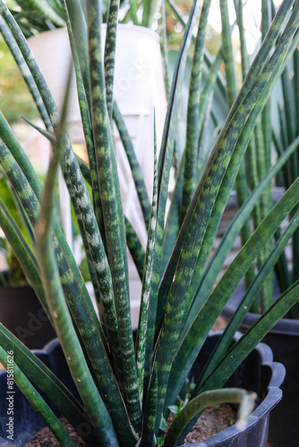 Selective focus of Sansevieria Fernwood houseplant.