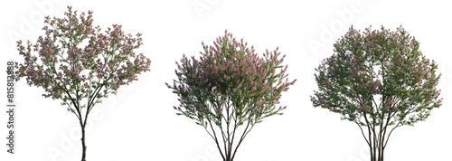 Canvas Print Lagerstroemia micrantha pink blossoming frontal set street summer trees and bush