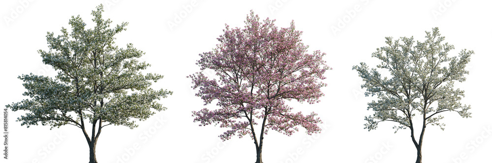 Obraz premium Cornus florida (flowering dogwood) pink blossoming frontal set street summer trees isolated png on a transparent background premium cutout