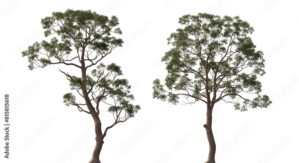 Fototapeta premium Eucalyptus citriodora tree frontal set trees isolated png in sunny daylight on a transparent background premium cutout (spotted gum, lemon-scented iron gum)