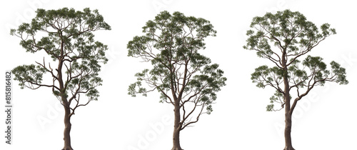 Wallpaper Mural Eucalyptus citriodora tree frontal trees isolated png in sunny daylight on a transparent background premium cutout (spotted gum, lemon-scented iron gum) Torontodigital.ca