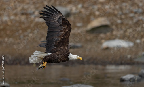 A bald eagle fishing in Maine