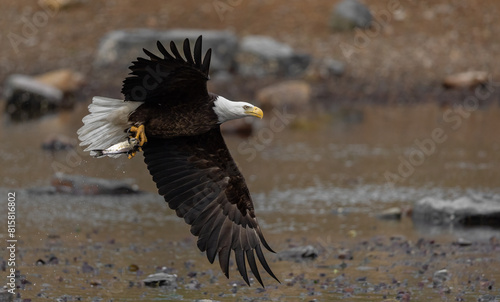 A bald eagle fishing in Maine