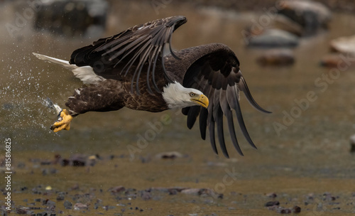 A bald eagle fishing in Maine