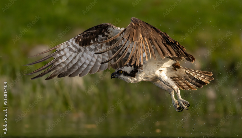 Fototapeta premium Osprey fishing in a pond in Maine
