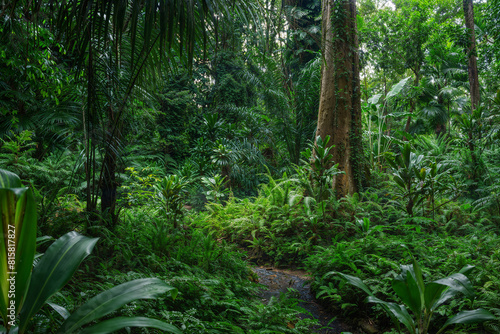 Rainforest in Kandy  Sri Lanka