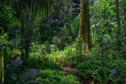 Rainforest in Kandy  Sri Lanka