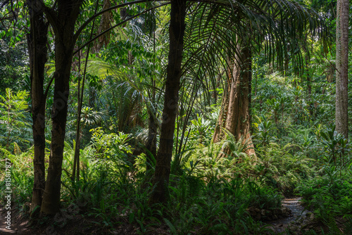 Rainforest in Kandy  Sri Lanka