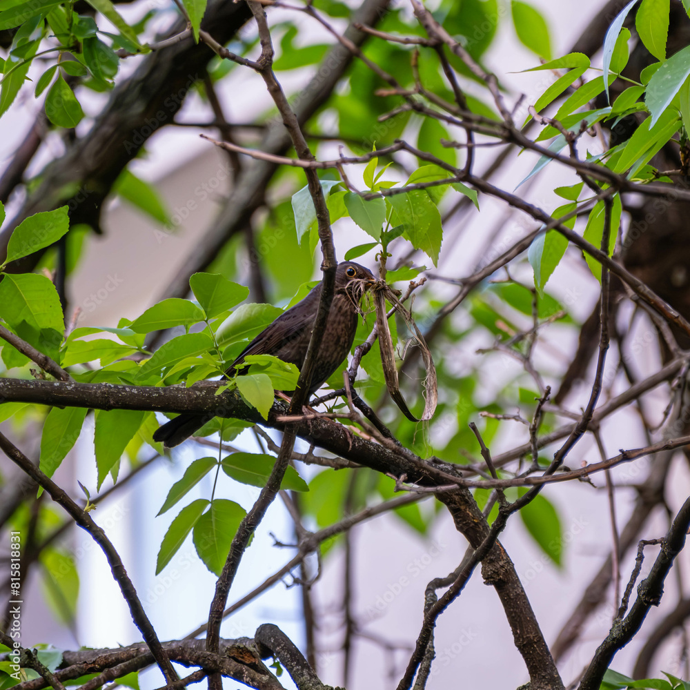 A bird carrying reeds for its nest A bird carrying reeds for its nest