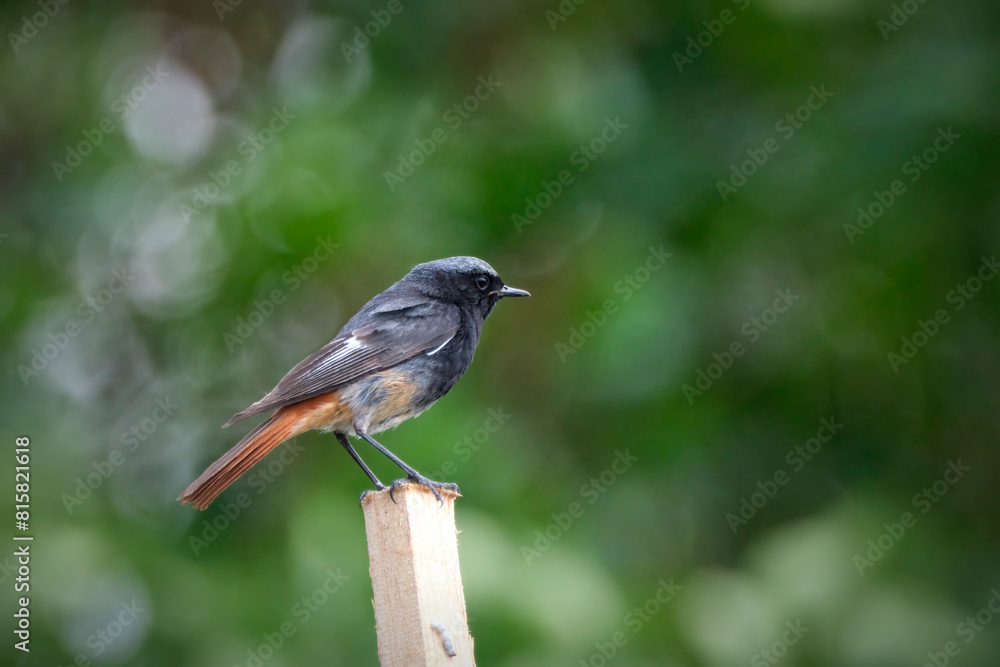 Obraz premium Hausrotschwanz ( Phoenicurus ochruros ).