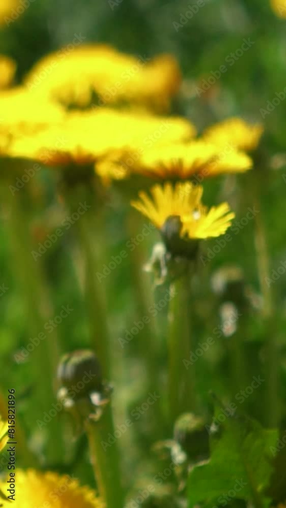 yellow dandelion flowers grow on green grass in a field in the village. Summer atmosphere of nature outside the city. Bee pollinates a flower close-up yellow dandelion flowers grow on green grass in a field in the village. Summer atmosphere of nature outside the city. Bee pollinates a flower close-up