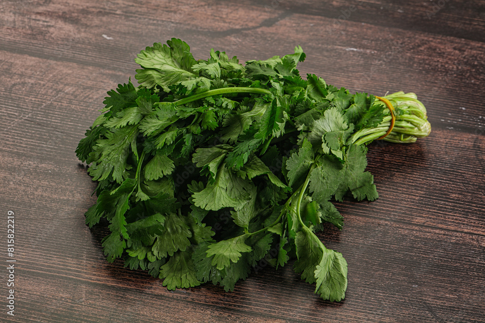 Fresh green cilantro branches heap Fresh green cilantro branches heap