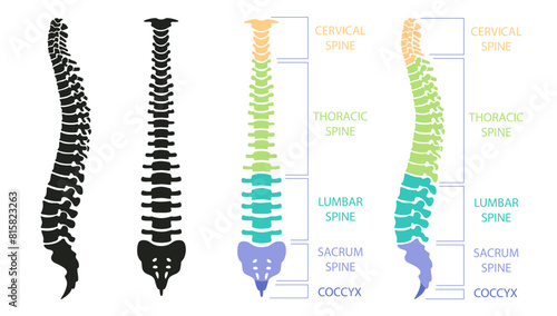 Human spinal column structure with backbone and spine skeletal icon