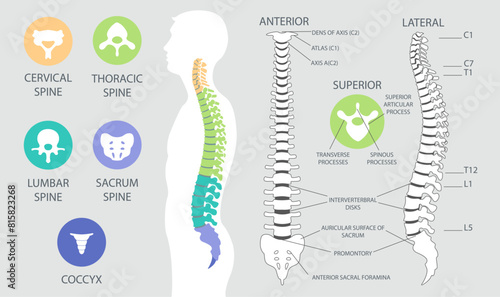 Human spinal column structure with backbone and spine skeletal icon