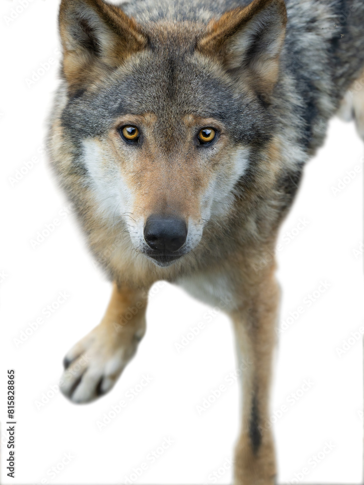 Obraz premium portrait gray wolf isolated on white background