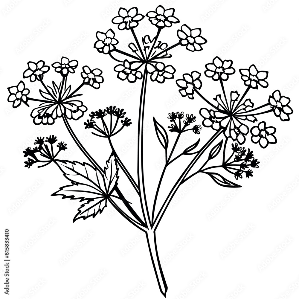 Queen Anne Lace  flower outline illustration coloring book page design, Queen Anne Lace  flower black and white line art drawing coloring book pages for children and adults
