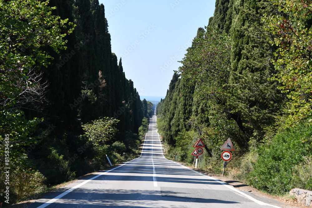 custom made wallpaper toronto digitalIl viale dei Cipressi che dall'Oratorio di San guido (sulla via Aurelia) conduce a Bolgheri ombreggiato da entrami i lati da una fila fittissima di cipressi